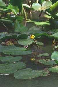 Close-up of lotus water lily in lake