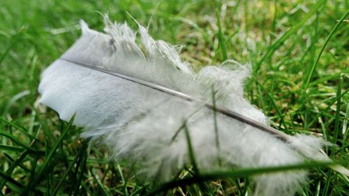 Close-up of white feather on field