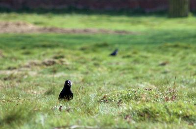 Bird perching on a field