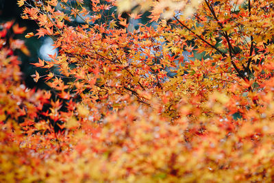 Close-up of maple leaves on tree during autumn