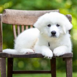 Great pyrenees sitting on wooden chair