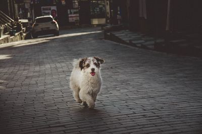 Portrait of dog on footpath by street in city