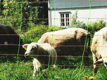 Cow on field