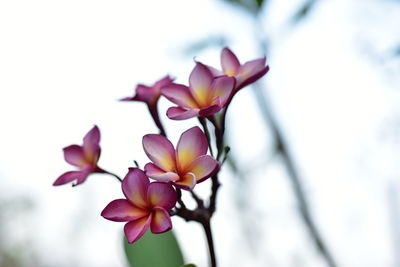 Close-up of pink flowers against blurred background