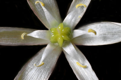 Close-up of white flower