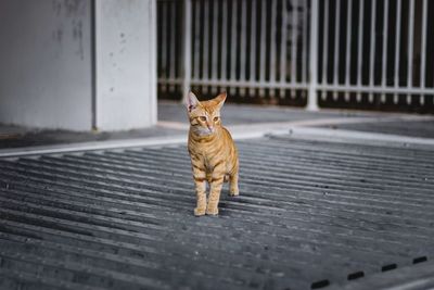 Portrait of cat sitting on footpath