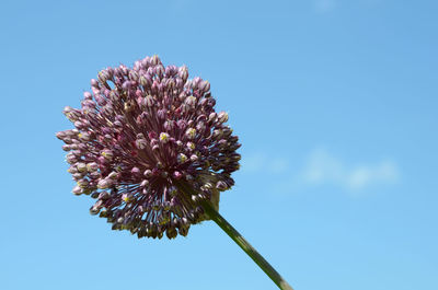 A single garlic flower head against blue sky