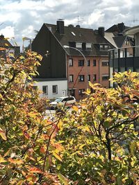 Plants and buildings against sky