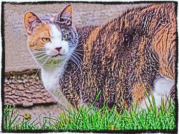 Portrait of cat on grassy field