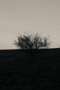 Tree on landscape against sky
