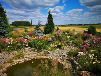 Flowering plants by trees against sky