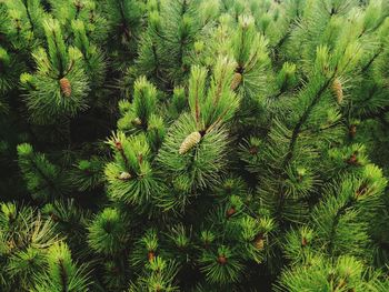 Full frame shot of pine tree