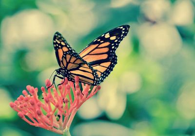 Close-up of butterfly pollinating on flower