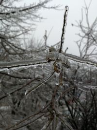 Dead plant on snow covered landscape