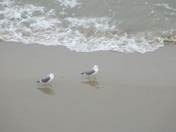High angle view of couple of seagulls on beach