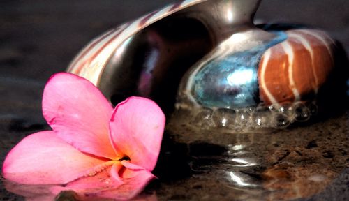Close-up of pink flower on table
