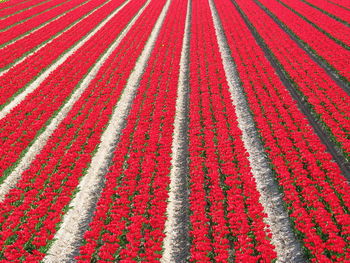 High angle view of multi colored agricultural field