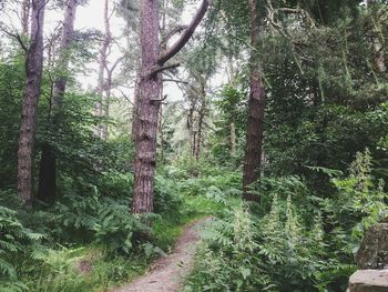 Pathway along trees in forest