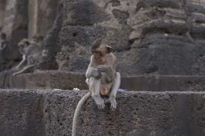 Monkey sitting on a wall