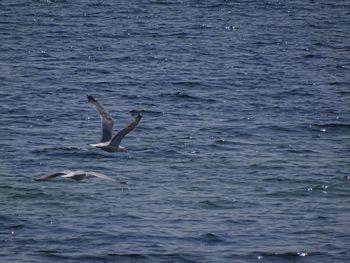 Seagulls flying over sea