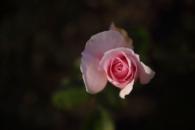 Close-up of pink rose