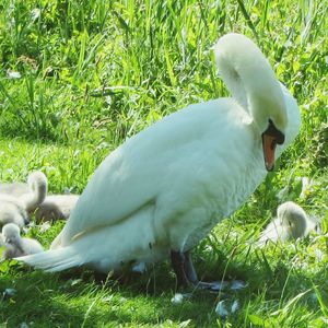 Close-up of swan on field