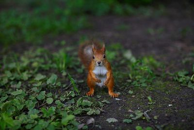 Close-up portrait of squirrel on grass