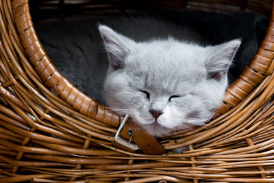 Close-up of cat sleeping in basket