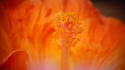Close-up of marigold blooming outdoors