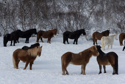 Horses on snow covered field