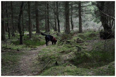 Dog walking in forest