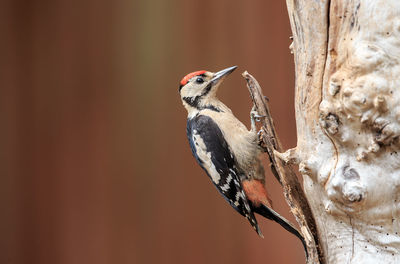 Close-up of bird perching on tree trunk