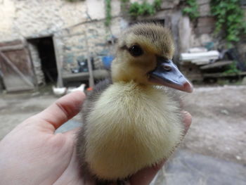 Close-up of hand holding a chick