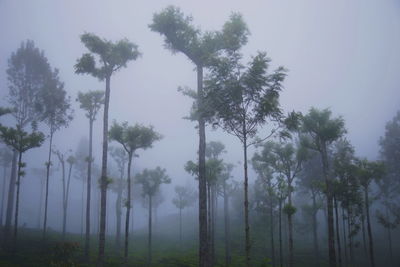 Trees on field against sky