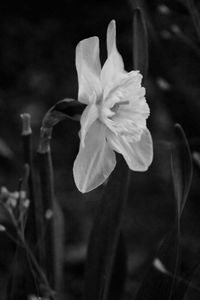 Close-up of white flowers