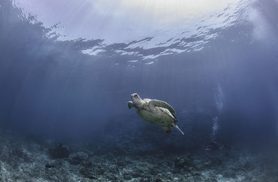 Fish swimming in sea