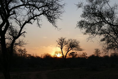 Silhouette of trees at sunset