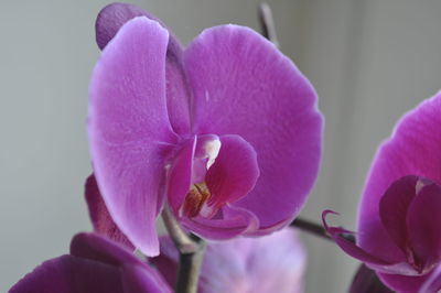 Close-up of pink orchids