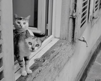 Portrait of cat sitting outdoors