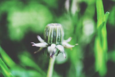 Close-up of flower against blurred background