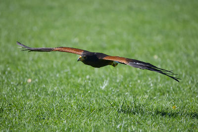 Close-up of bird on grass