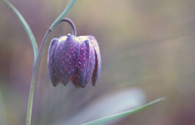 Close-up of snail on plant