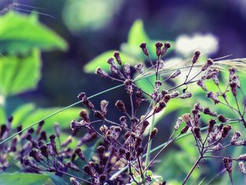 Close-up of plant against blurred background