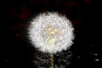 Close-up of dandelion at night