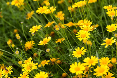 Close-up of yellow flowering plants on field