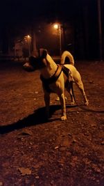 Close-up of dog at night
