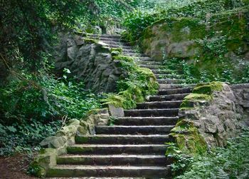 Low angle view of steps amidst trees in forest