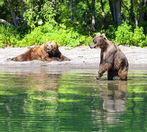 The kamchatka braun bear on the big lake