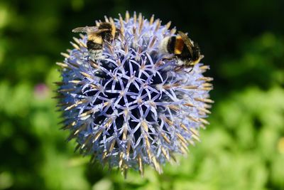 Close-up of bee pollinating on flower