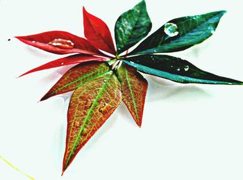 Close-up of red leaf over white background